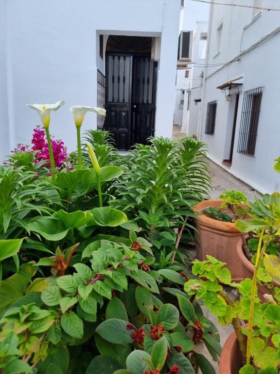 Vonkajšia záhrada v ubytovaní Casa Francisca en el casco antiguo