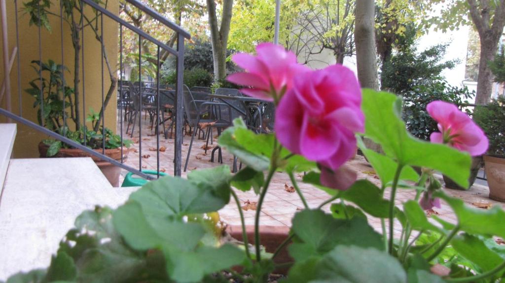 a pink flower in a pot on a patio at Albergo La Primula in Chianciano Terme