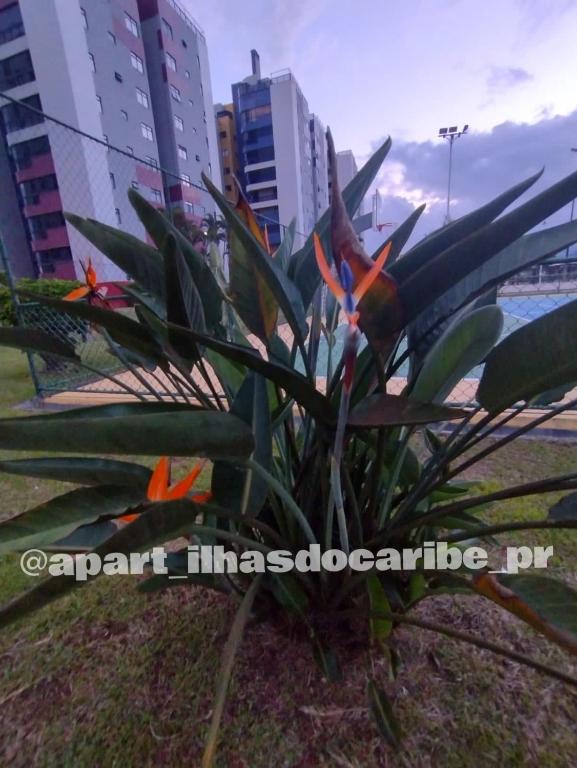 Zahrada ubytování Apto Cond Ilhas do Caribe - Pr - Beira Mar