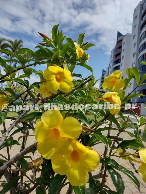Fotografie z fotogalerie ubytování Apto Cond Ilhas do Caribe - Pr - Beira Mar v destinaci Matinhos