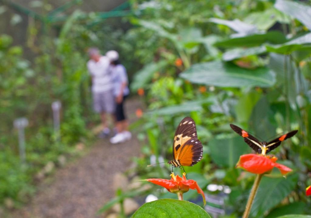 Huéspedes de Gamboa Rainforest Reserve