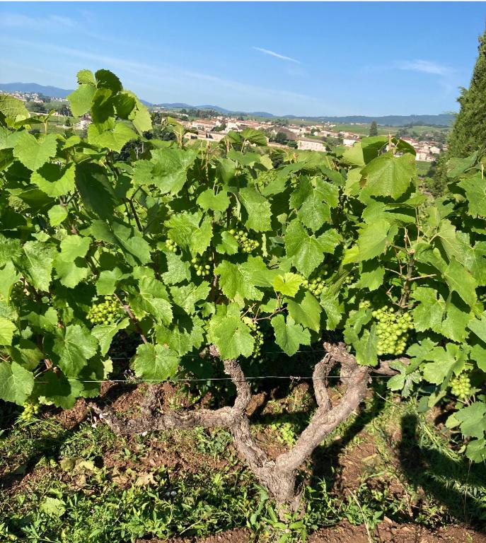 Gîte de la vieille vigne - Villa