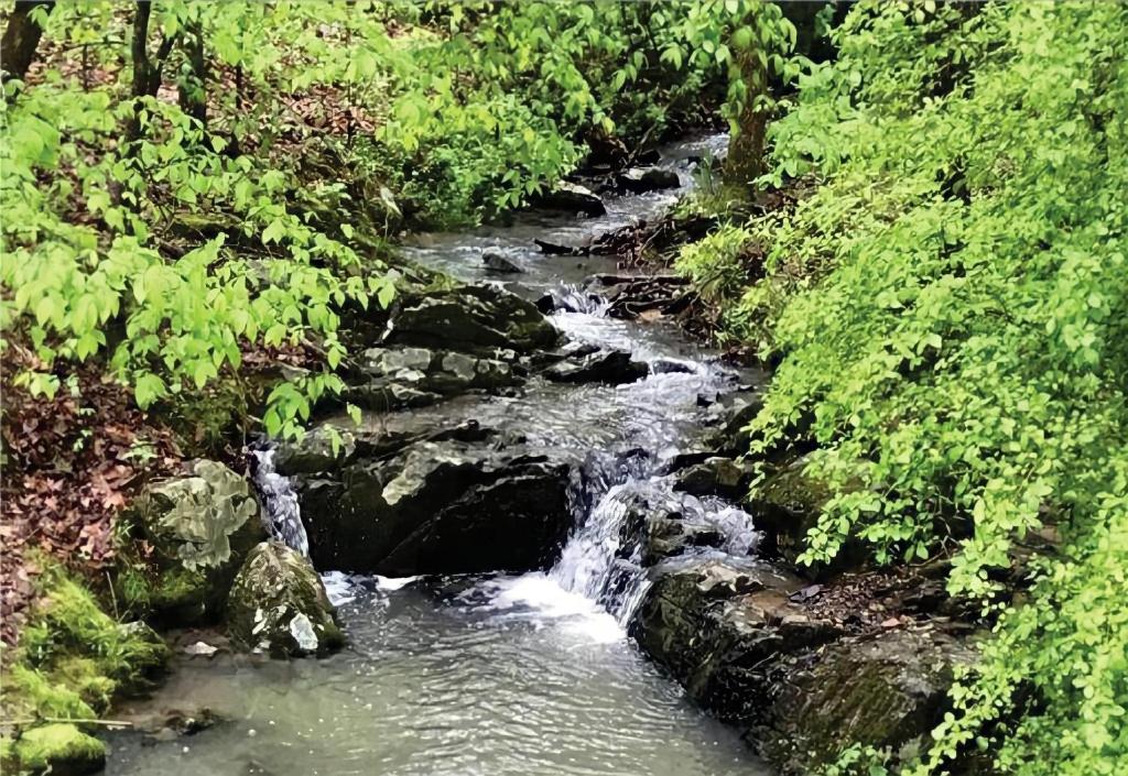 un ruisseau au milieu d'une forêt plantée d'arbres dans l'établissement Secluded Home with Mini Waterfall and a Creek in Hot Springs, à Hot Springs