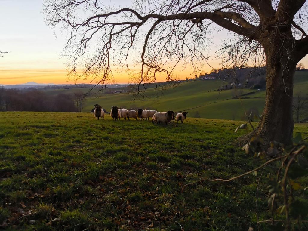 a herd of sheep grazing in a field with a tree at Gure Chokoa in Bardos