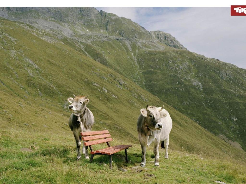 Állatok az apartmanban vagy a közelben