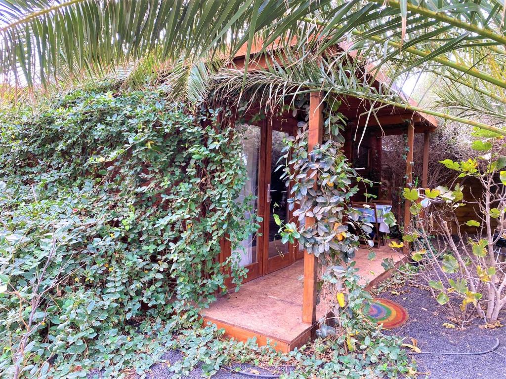 Ein Haus mit einem Haufen Pflanzen, die um ihn herum wachsen. in der Unterkunft CabanaLanz, Cabañas en Lanzarote in San Bartolomé