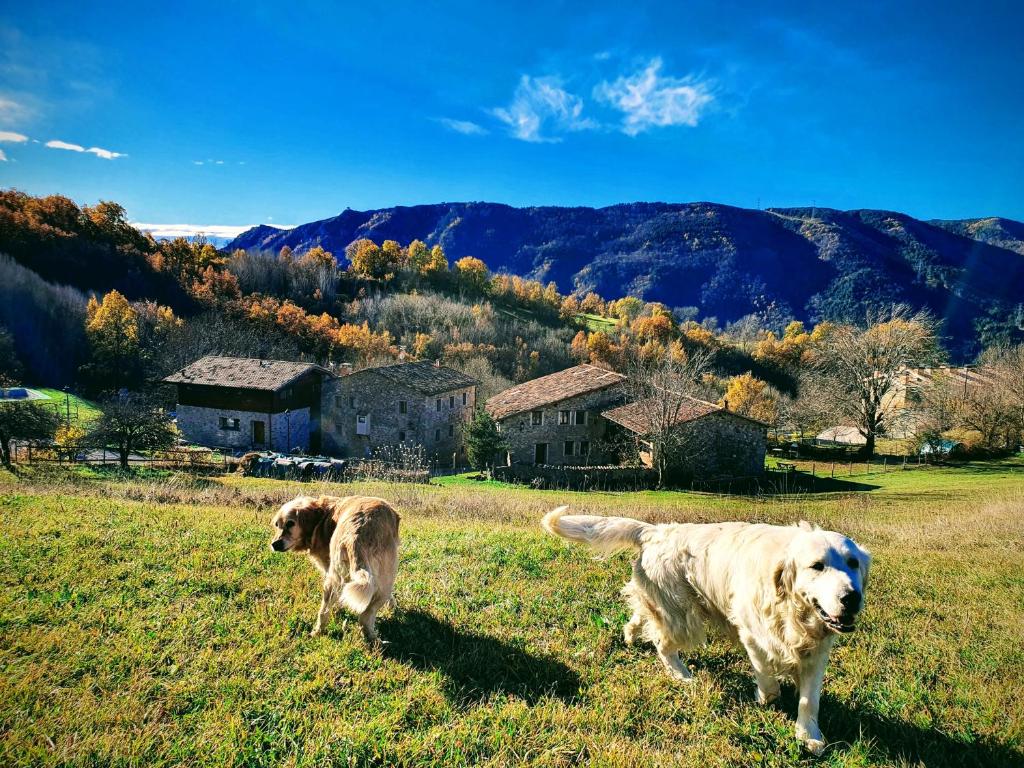 dos perros parados en un campo con montañas en el fondo en Turismo Rural Casa del Batlle, en Sarroqueta