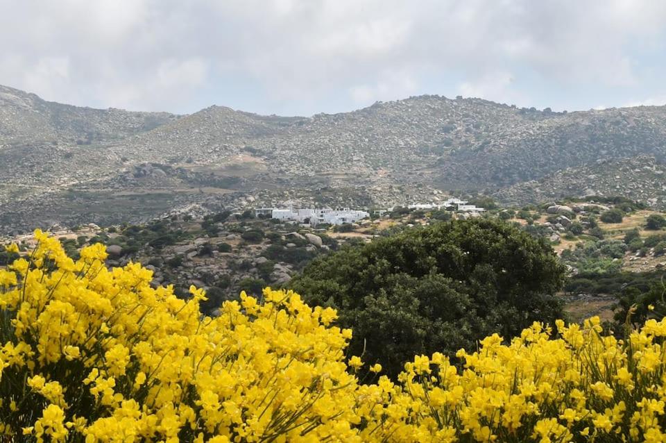 a group of yellow flowers with mountains in the background at Freedom's house on Volaka Village Tinos in Vólax