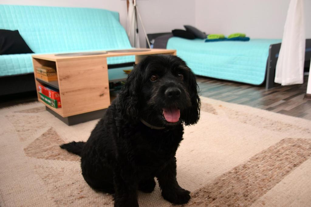 - un chien noir assis sur un tapis dans le salon dans l'établissement Apartament Górnicza w Kowarach, à Kowary