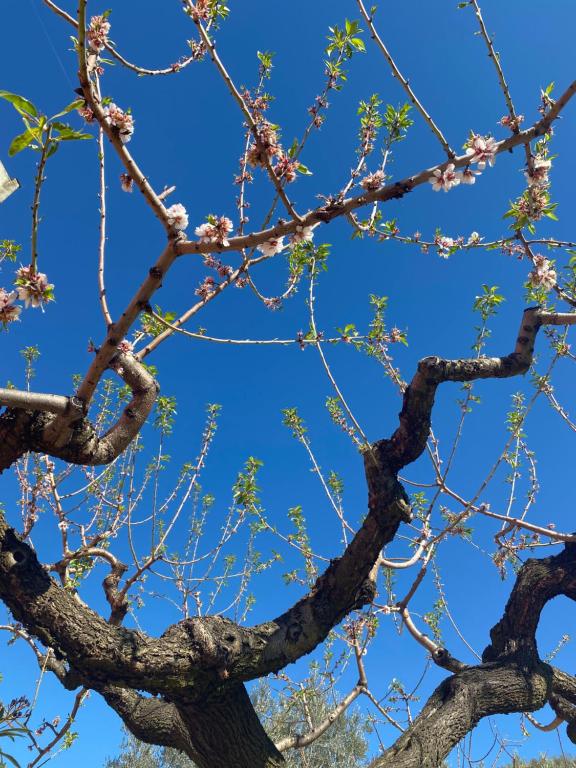 a tree with pink flowers in the sky at Villa Francesca in Spoltore