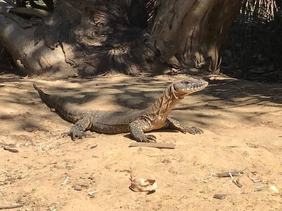 Altri animali domestici presso l'affittacamere o nei dintorni