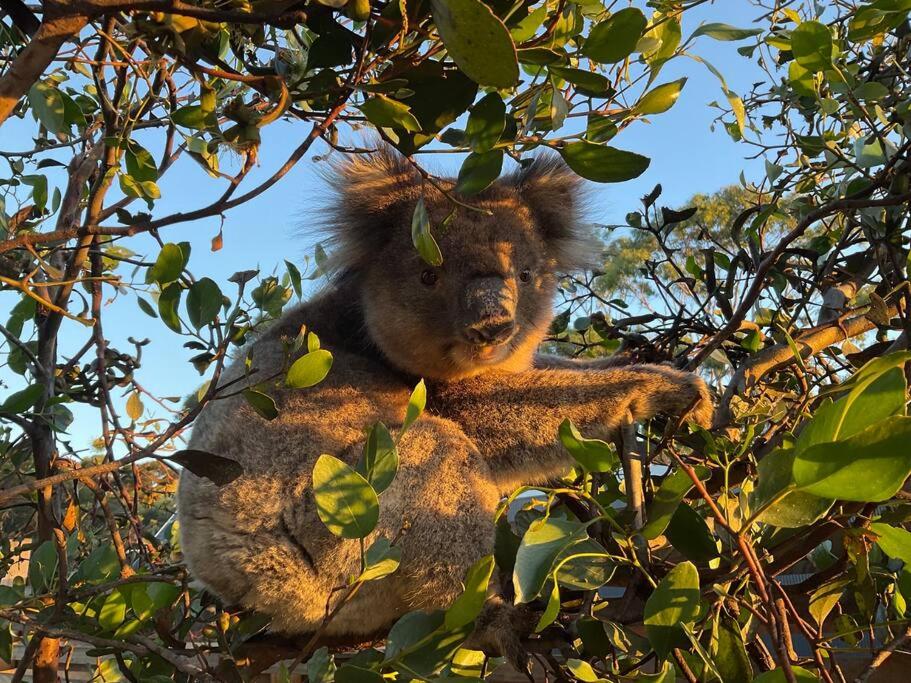 Altri animali domestici presso l'affittacamere o nei dintorni