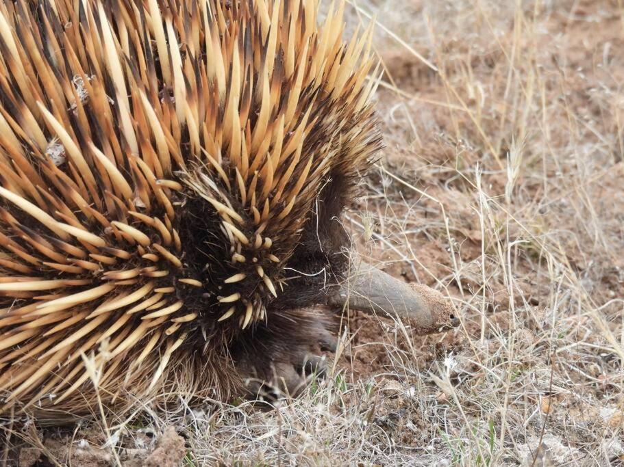 Altri animali domestici presso l'affittacamere o nei dintorni