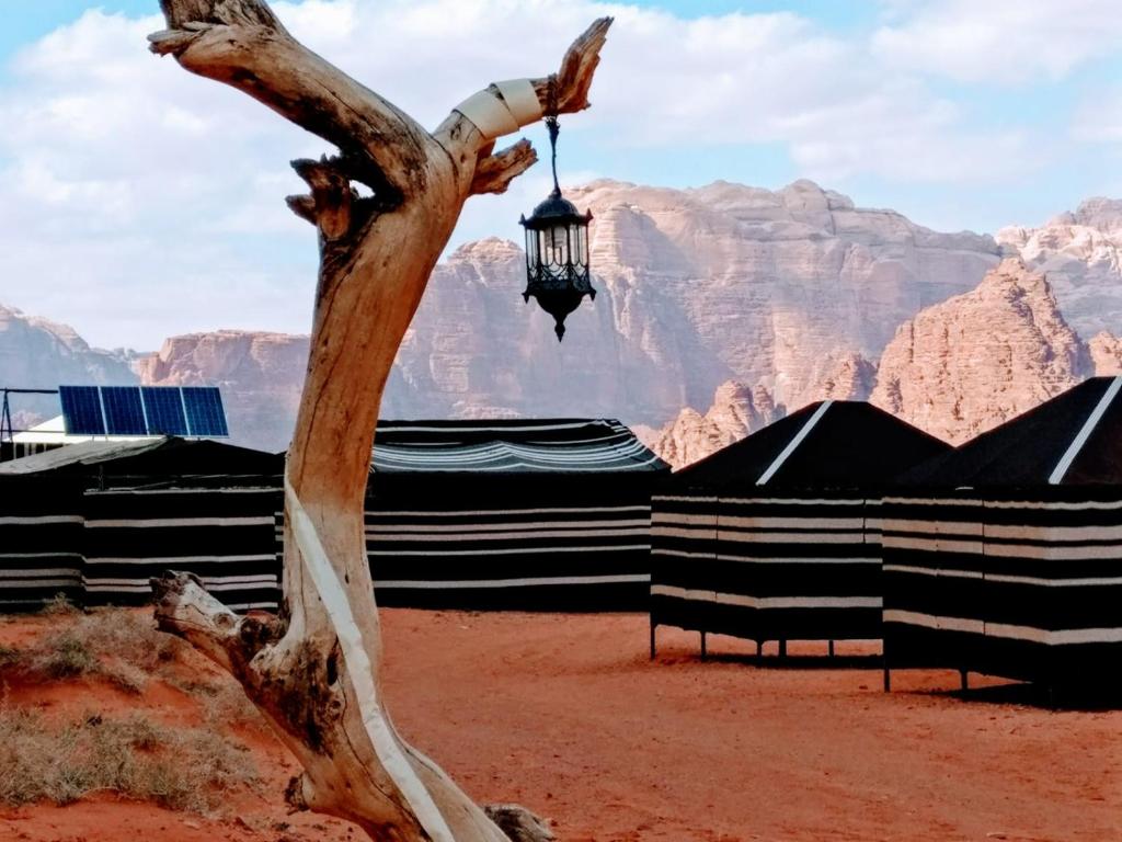 Фото Desert Tree camp&tours