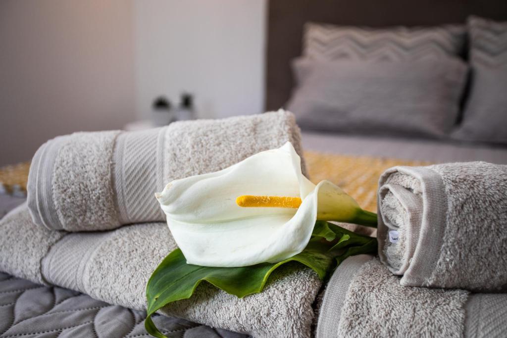 a white flower sitting on top of a towel at Carvão PDL Inn in Ponta Delgada