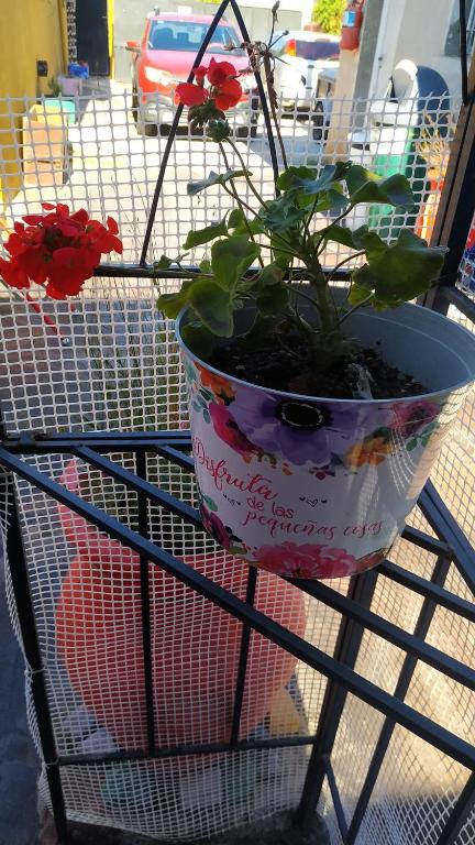 a potted plant sitting on a wire rack at Perlas del Mar in Puerto Madryn