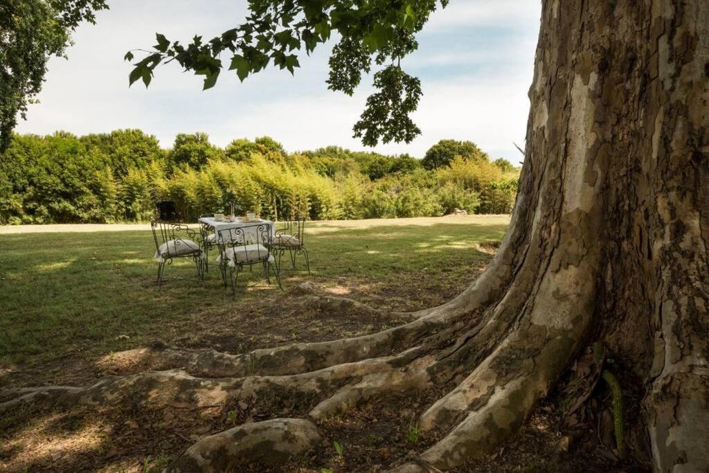 a tree with chairs and a table in a field at La Casa del Bosque Carmelo in Carmelo