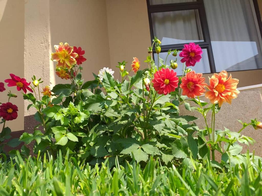 a group of flowers in front of a building at Styled bed and breakfast in Palatswe