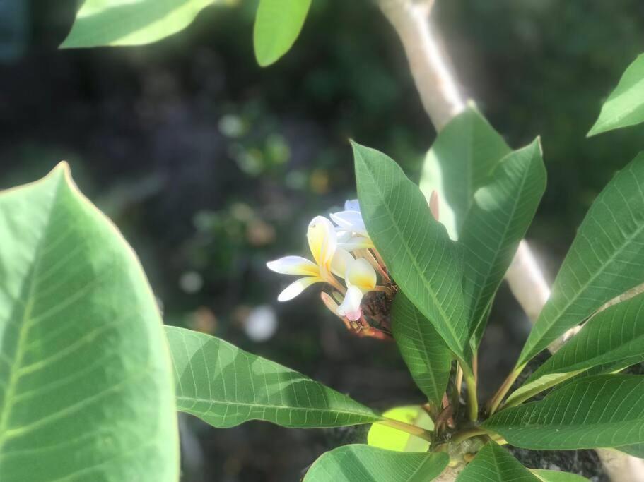 Frangipani guesthouse -Ngunguru - Resim 11