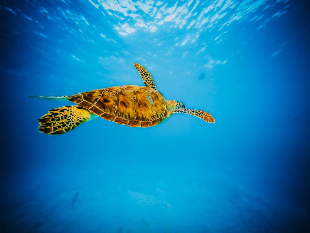 Rasdhoo Grand & Spa Ari Atoll photo 2