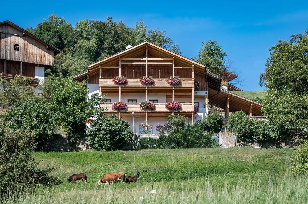 two cows grazing in front of a house at Ferienbauernhof Wieserhof in Völs am Schlern