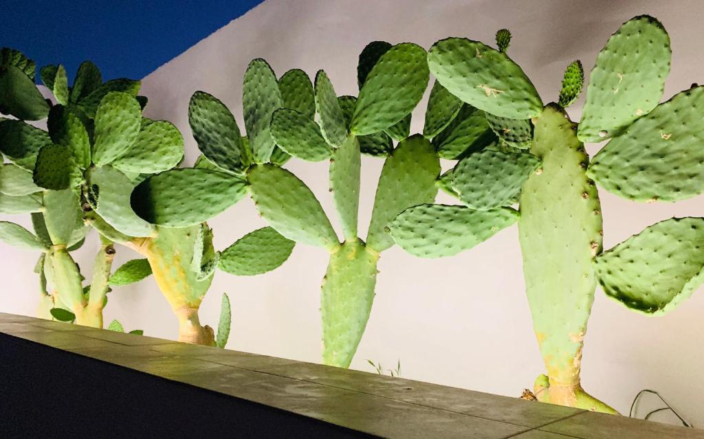 three green plants sitting on top of a shelf at Casa Vacanze Mandriavecchia in Petrosino