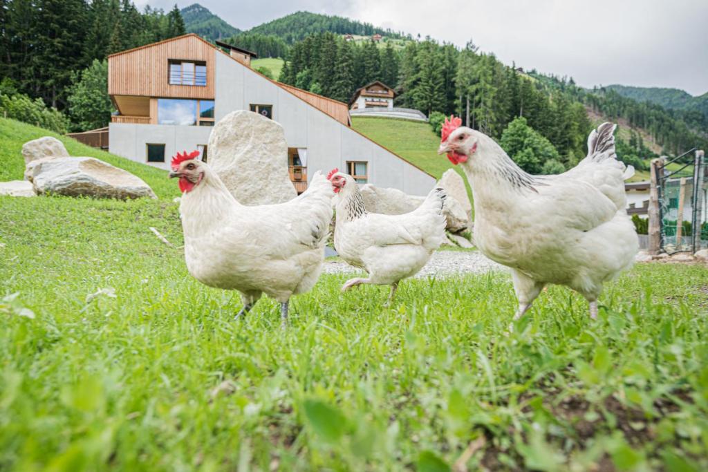 un groupe de poulets blancs marchant dans un champ dans l'établissement KOASA-HOF, Ferienhaus SUPERIOR, Casa Vacanza, 5 Zim, 18 Pers, 240 m2, à Cadipietra