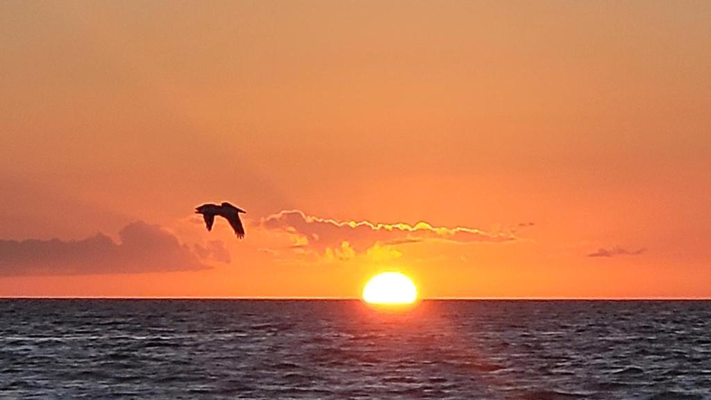 a bird flying over the ocean at sunset at FMB White Sands Retreat! in Fort Myers Beach