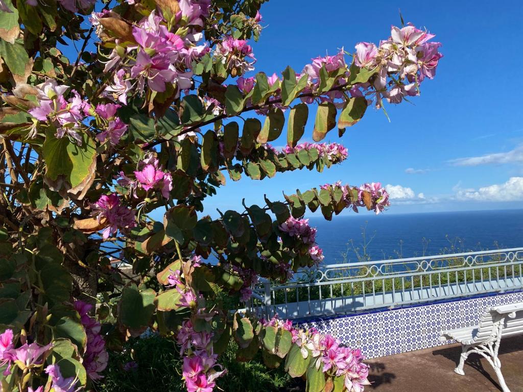 a tree with pink flowers and a view of the ocean at Sofia in Santa Úrsula