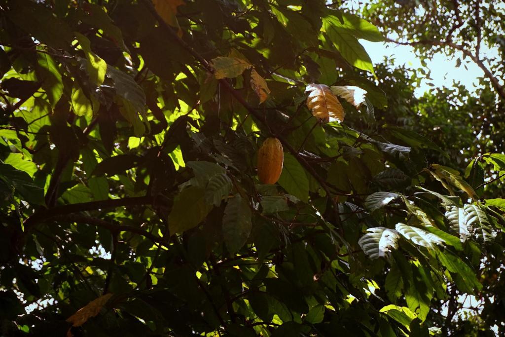 Fotografie z fotogalerie ubytování Kandy Nature Resort v destinaci Ampitiya
