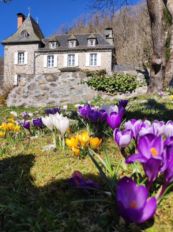 un groupe de fleurs violettes et jaunes devant une maison dans l'établissement La Demeure de Cyr, à Saint-Chamant