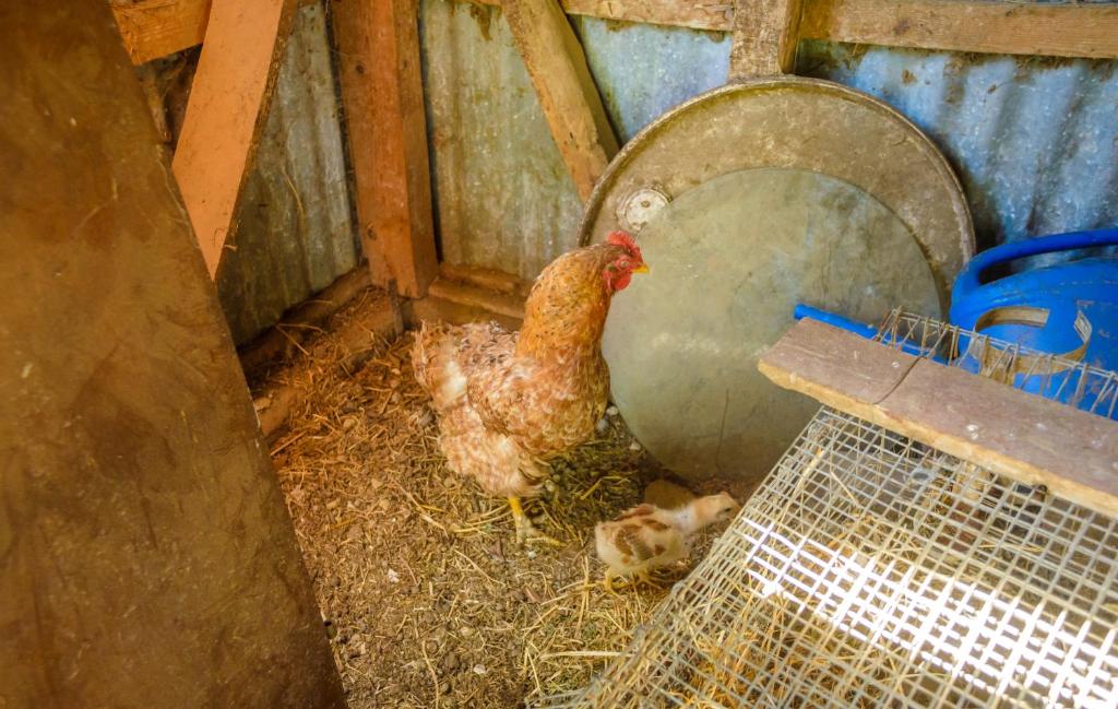 Zvířata v apartmánu nebo okolí