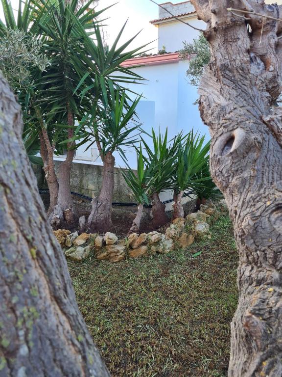 Zahrada ubytování Casa Vacanza Delfino Azzurro - Noto Marina -