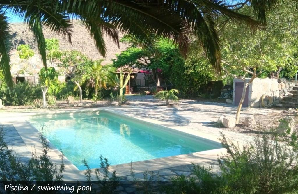 einen Pool in einem Garten mit Palmen in der Unterkunft Live Finca San Miguel in San Miguel de Abona