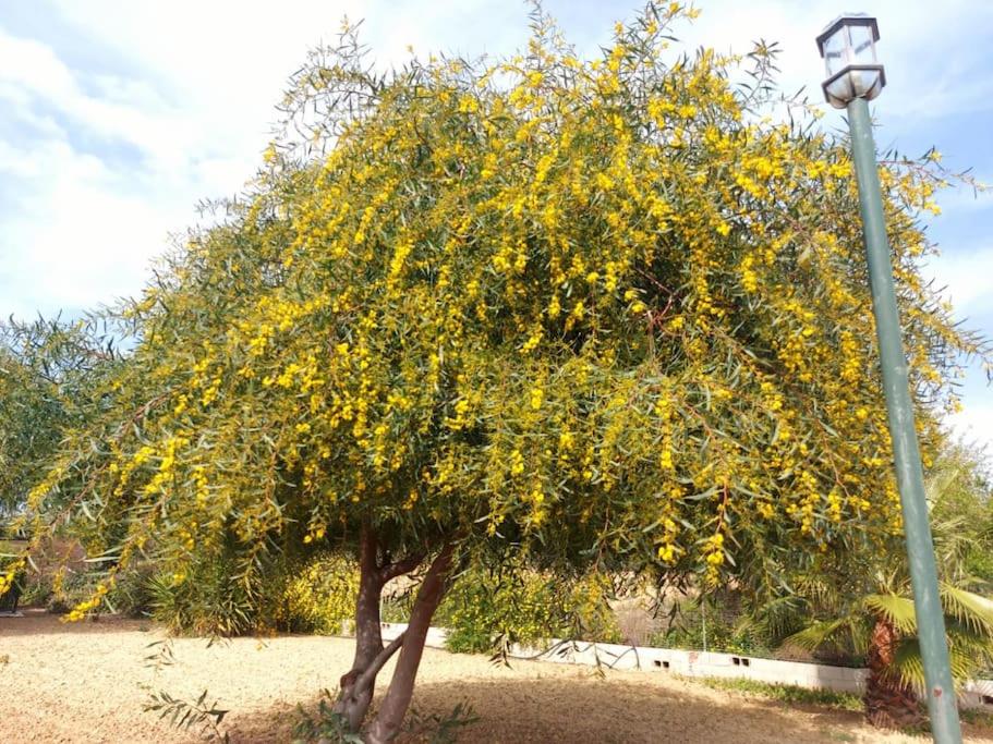drzewo z żółtymi kwiatami obok światła ulicznego w obiekcie Andalusian farmhouse with barbecue, pool and wifi w Maladze