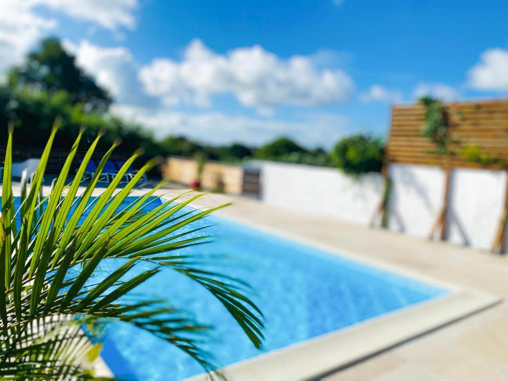 a palm tree next to a swimming pool at Résidence La Manoula in Saint-François