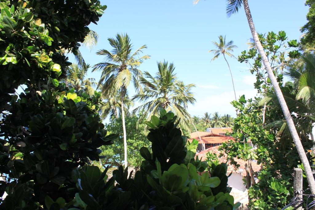 a view from the jungle of palm trees at Unawatuna Beach Bungalow - in Unawatuna