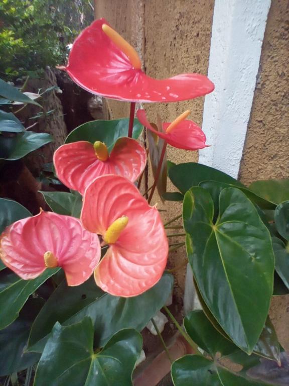 NETHSARA cottage - 2