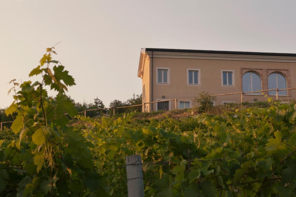 uma casa no meio de uma vinha em Crealto em Alfiano Natta