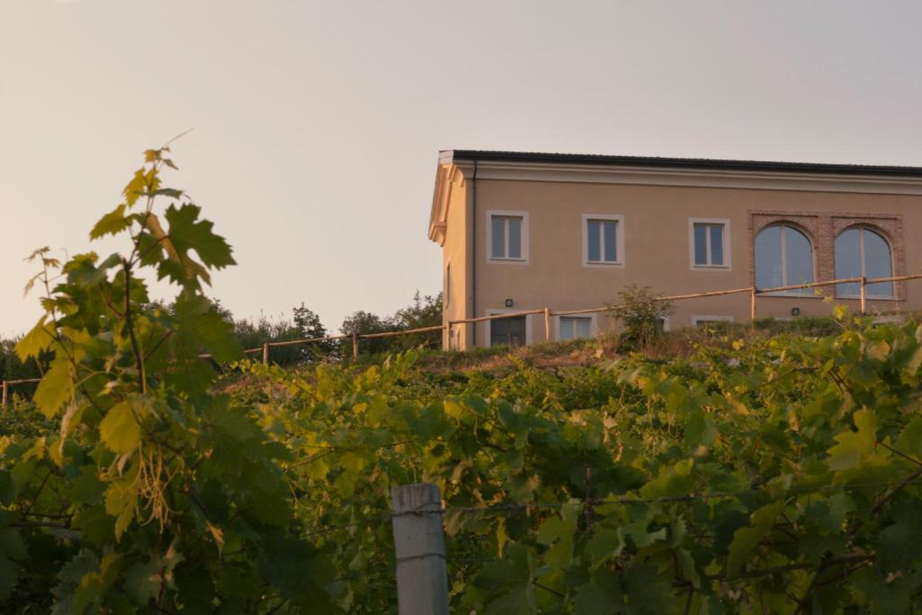 a house in the middle of a vineyard at Crealto in Alfiano Natta