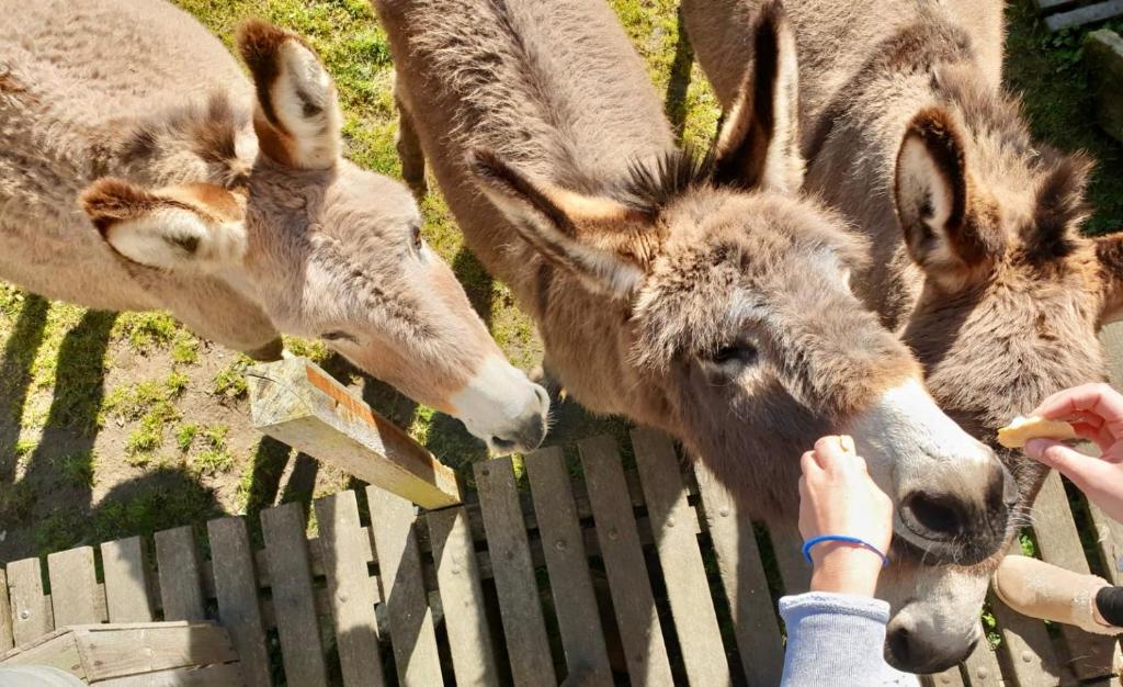 a person feeding two donkeys over a fence at Camping de la ferme au ânesses, mobil home happy in Bressuire