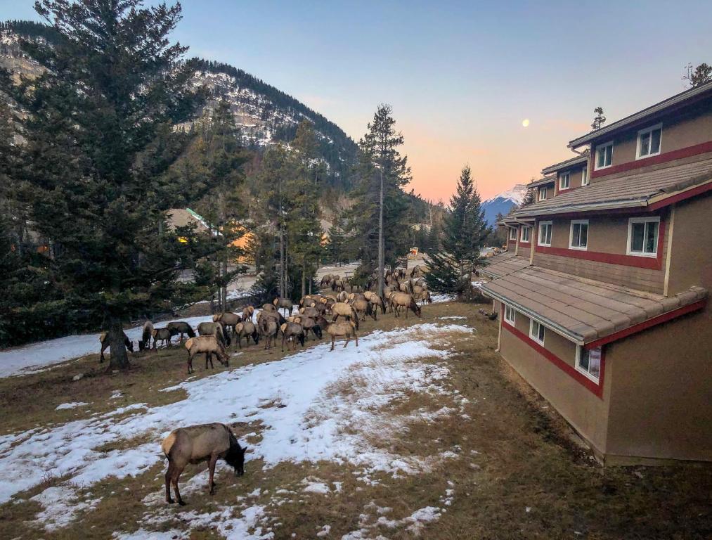 a herd of sheep standing on top of a snow covered field at HI Banff Alpine Centre - Hostel in Banff
