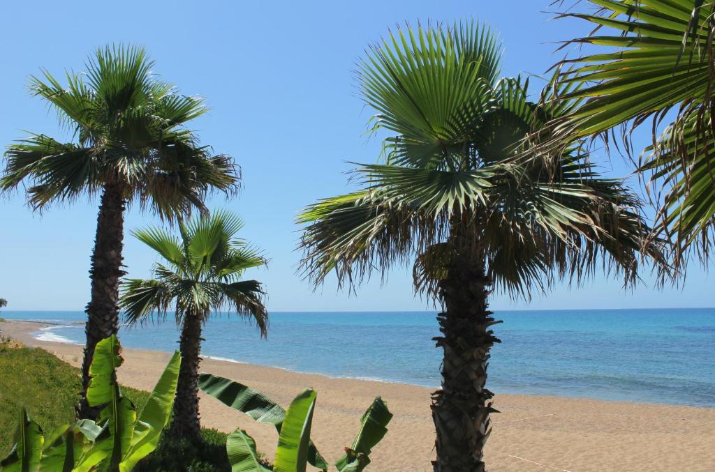 Trois palmiers sur une plage près de l'océan dans l'établissement Ionion Beach Apartment Hotel & Spa, à Arkoudi