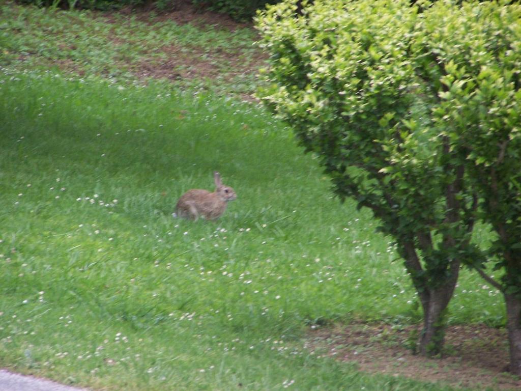 Zahrada ubytování Aux 4 Saisons