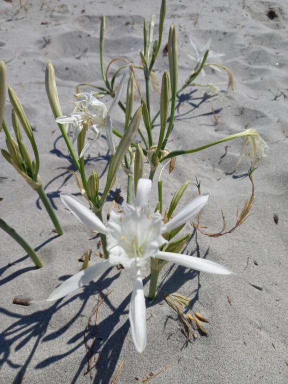 biały kwiat w piasku na plaży w obiekcie STELLA MARIS Sardinia w mieście La Caletta