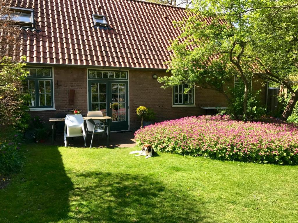 un chien assis dans l'herbe devant une maison dans l'établissement De Windroos | Atelier Aan Zee, à Groet