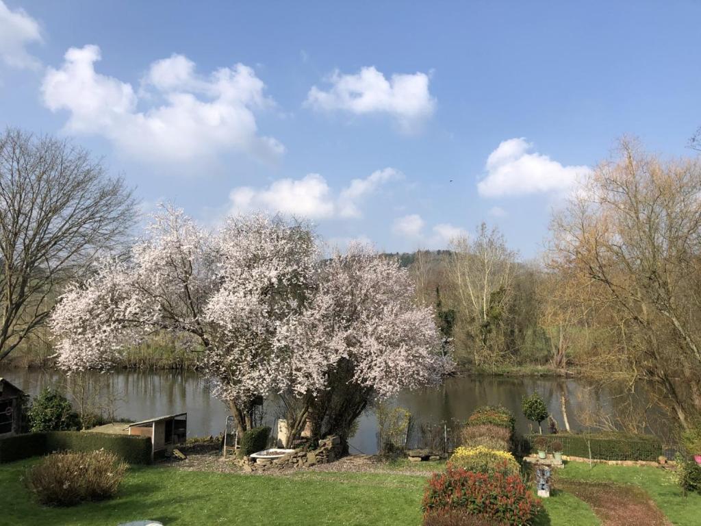 un árbol con flores blancas en un patio junto a un lago en la noisette, en Saint-Rémy