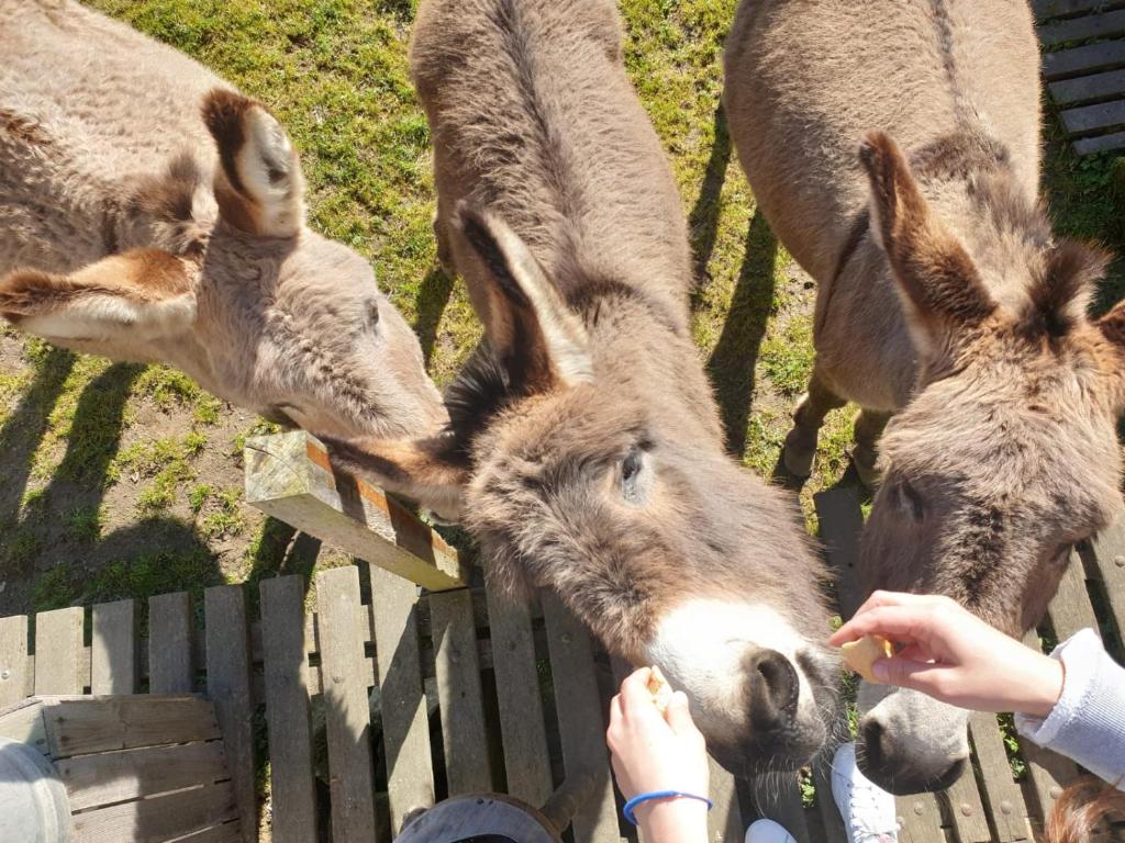 a person feeding two donkeys over a fence at Camping de la ferme aux ânesses, mobil home myrtille in Bressuire