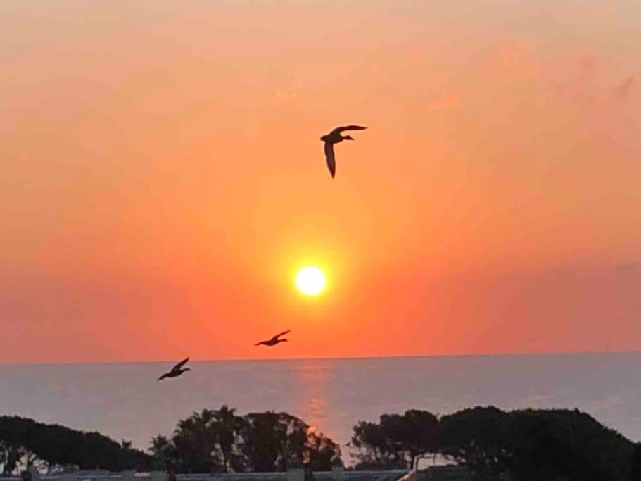 dois pássaros voando em frente a um pôr do sol em Appartement vue mer au Lavandou em Le Lavandou