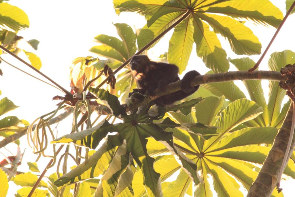 Fotografie z fotogalerie ubytování Finca Ardilla Jungle Lodge v destinaci Cocles